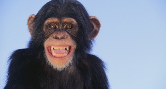 Monkey SeeMonkey Do. Marketing Lessons from the Zoo - Farris